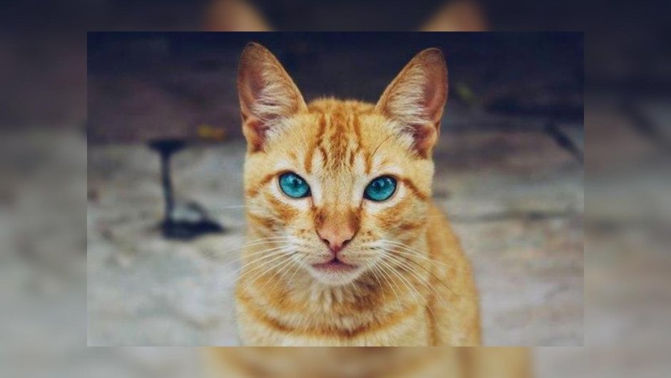Рыжий кот с голубыми глазами