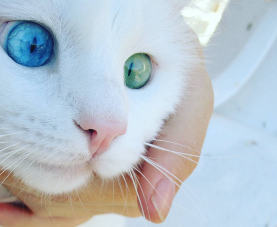 Коты с разноцветными глазами
