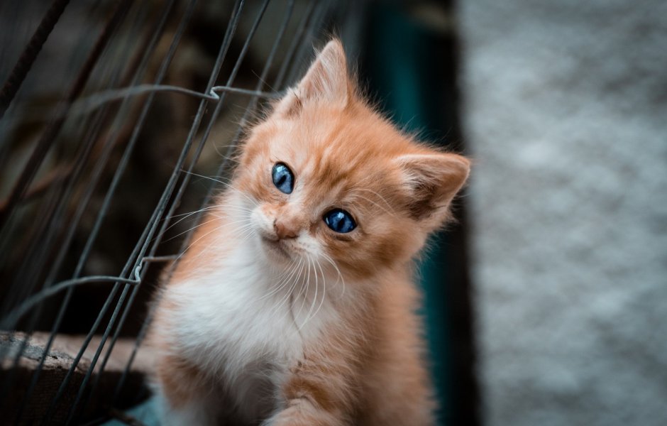 Рыжий котенок голубые глаза фото высокое разрешение