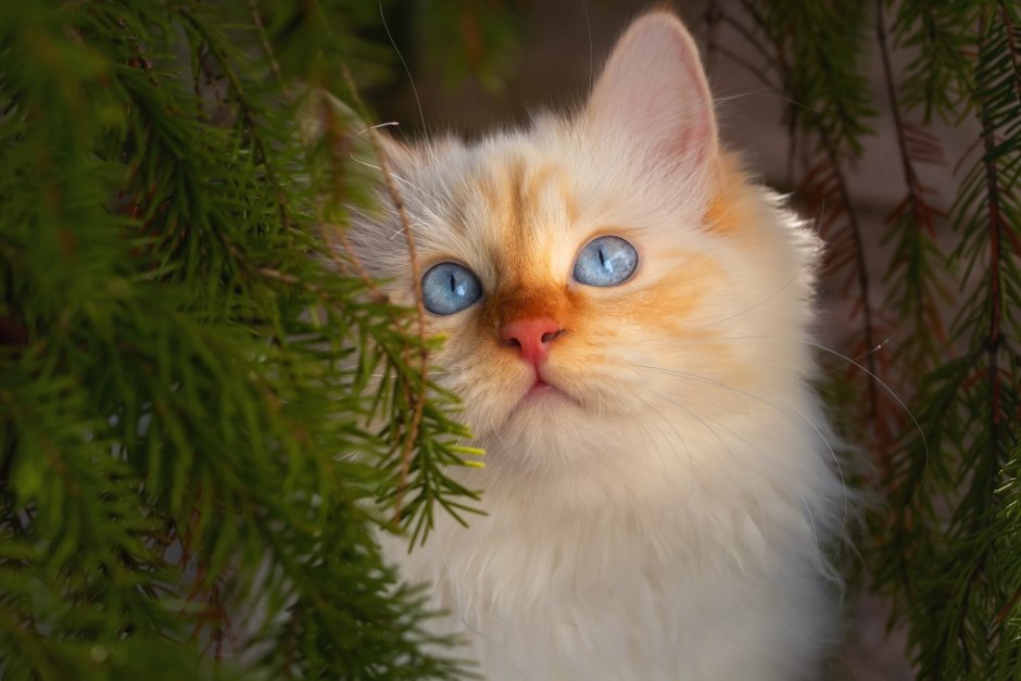Новый год коты рыжие с белым