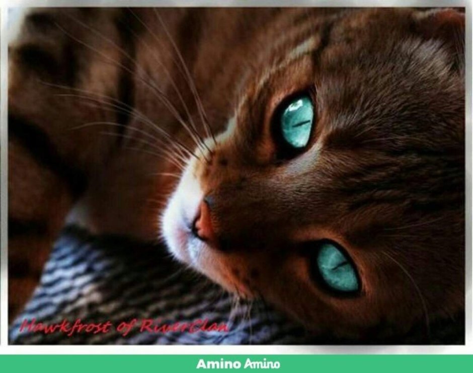 Коричневая кошка с голубыми глазами