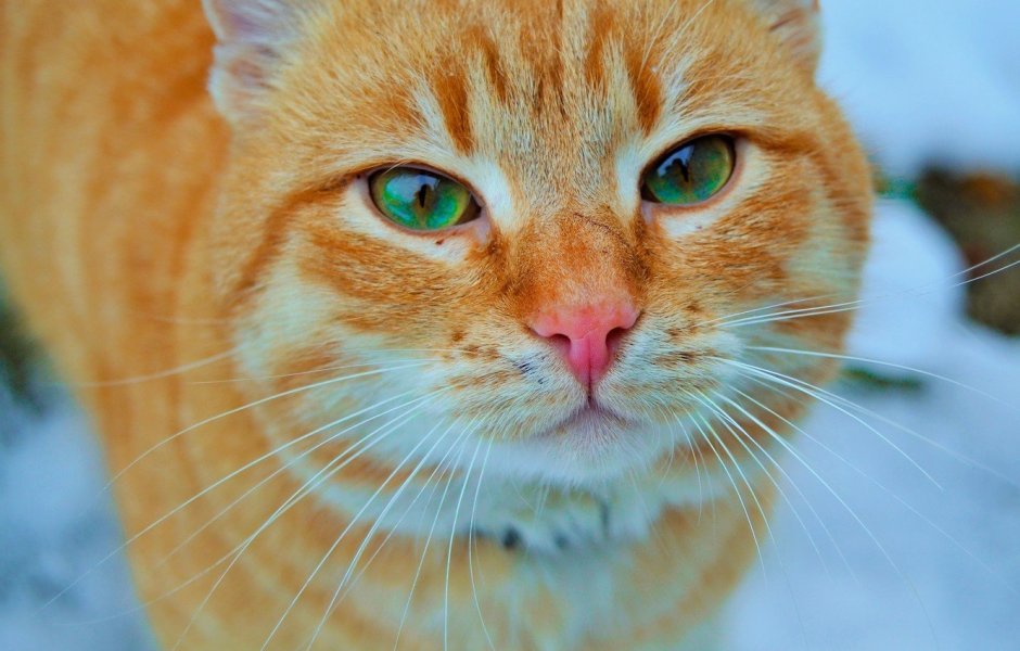 Рыжий кот с голубыми глазами