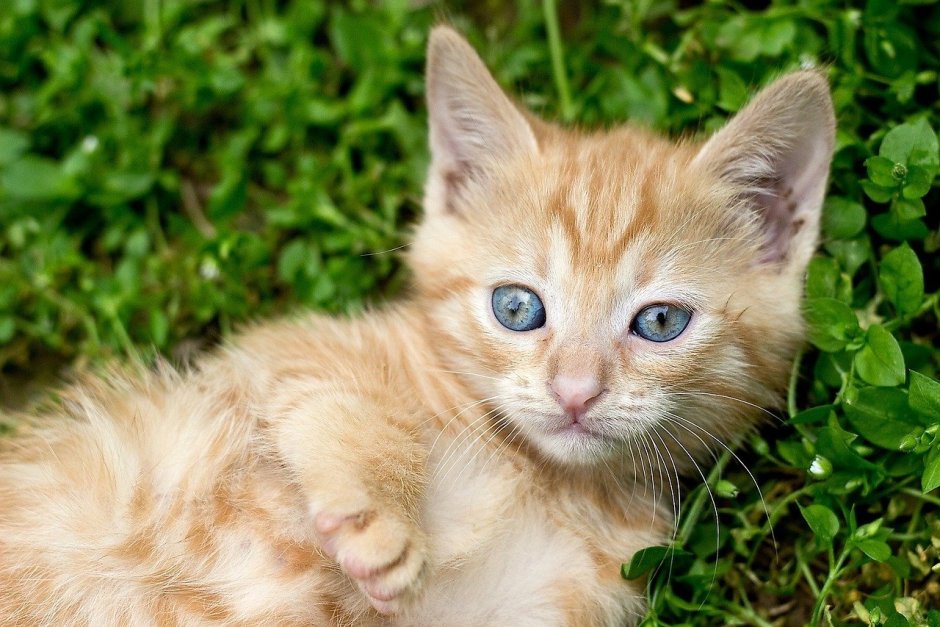 Охос азулес котенок