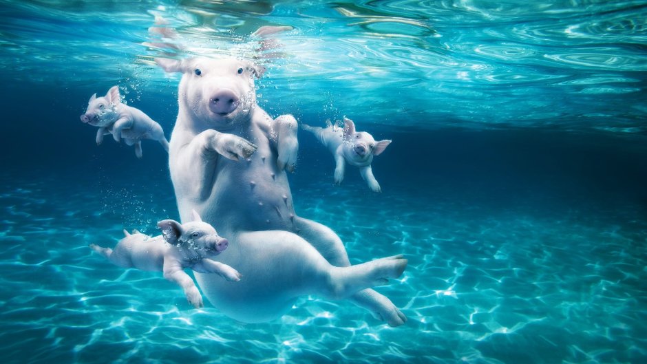 Животные плавают в воде