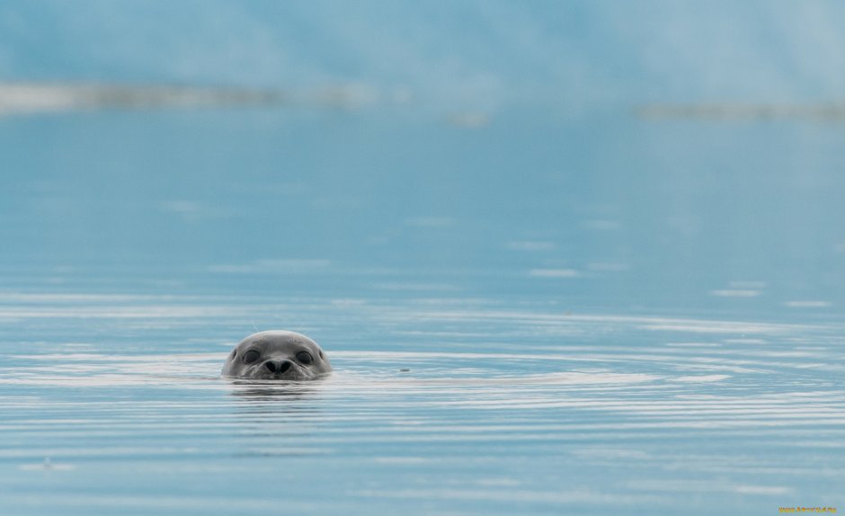 Нерпа выглядывает из воды