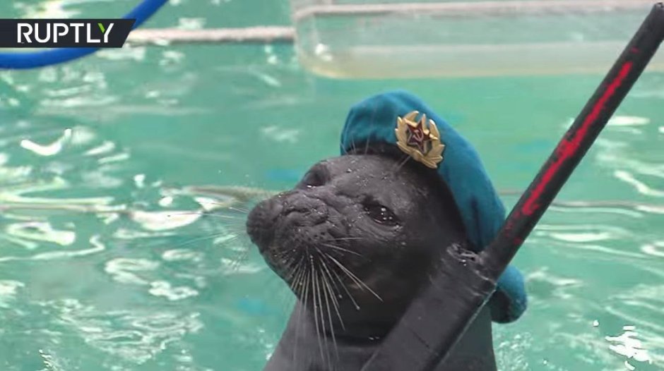 Морской котик морпех