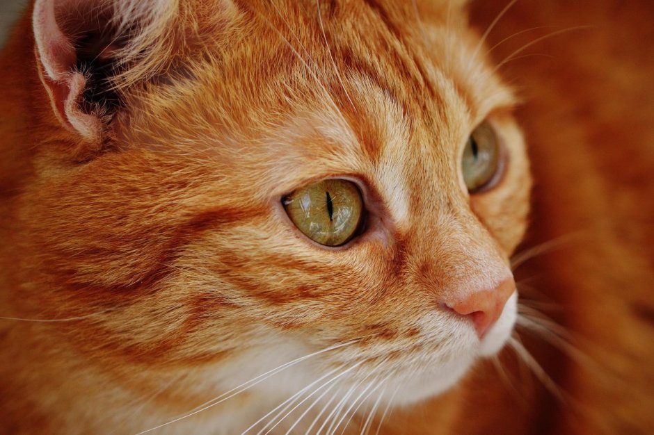 Морда рыжего кота