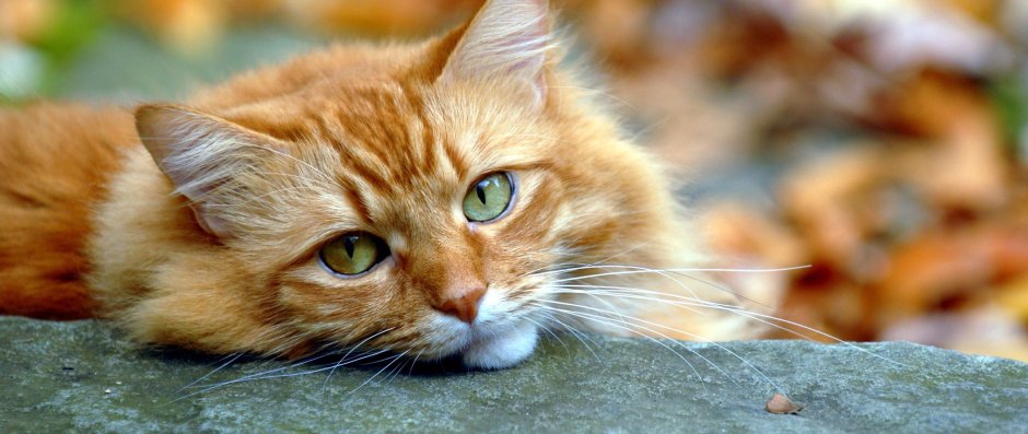 Рыжие котики в хорошем качестве