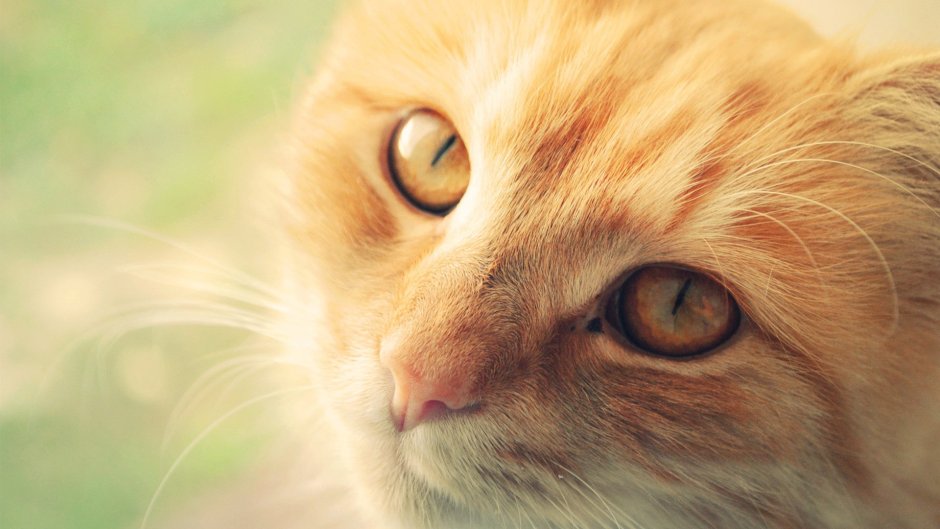 Морда рыжего кота