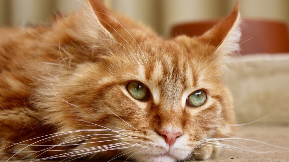 Кот мэйкун рыжий