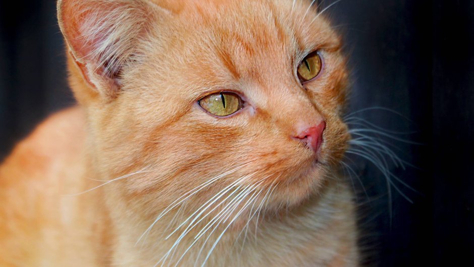 Рыжая кошка