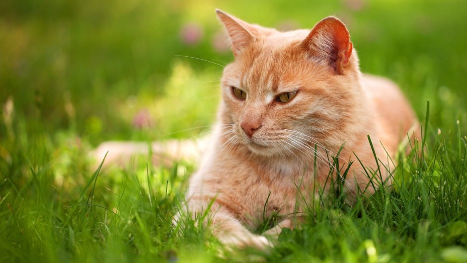 Рыжий кот на рабочий стол