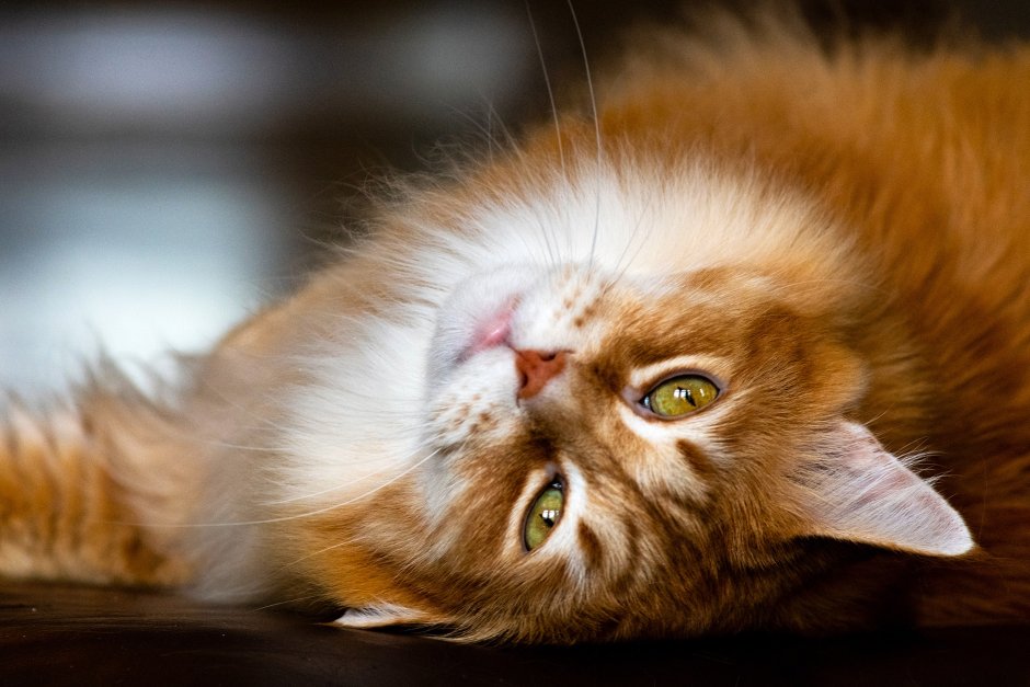 Коты с зелеными глазами