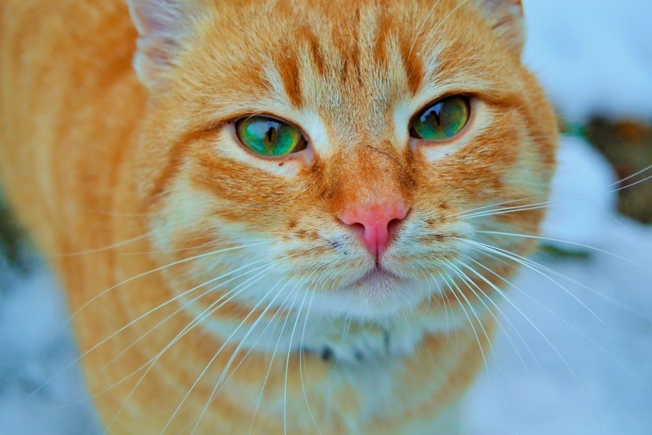 Рыжий кот с голубыми глазами