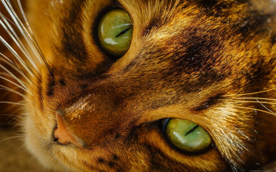 Кошка с зелеными глазами