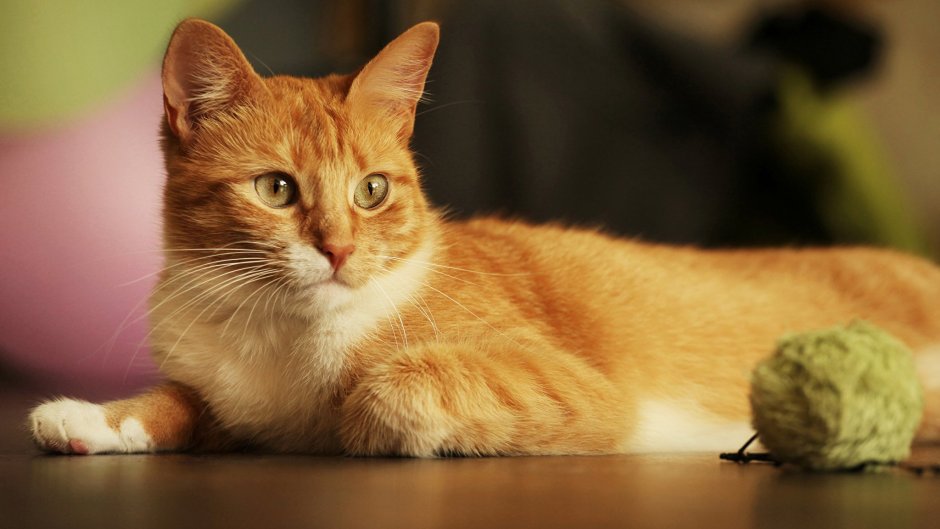 Рыжая кошка