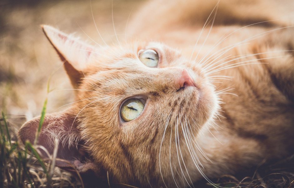 Рыжий котик