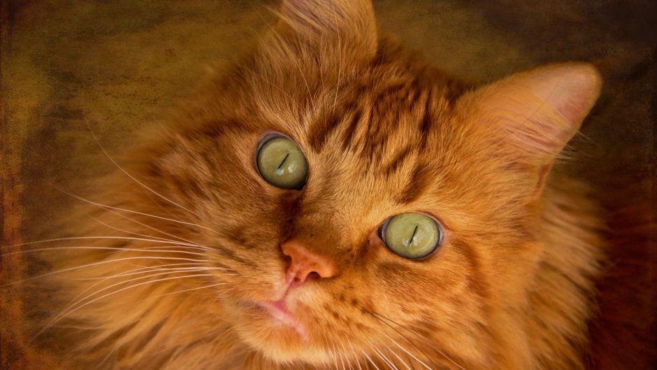 Рыжие коты с зелеными глазами