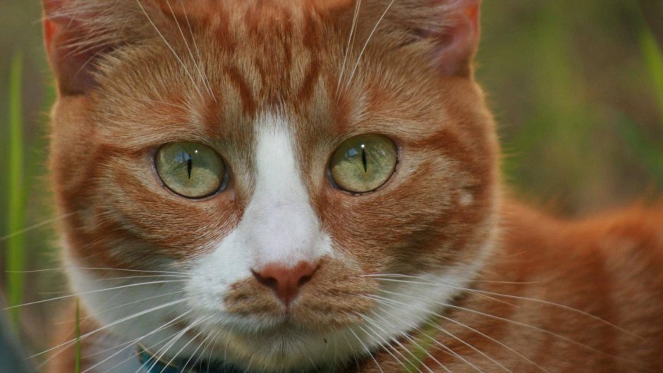 Рыжий зеленоглазый котенок