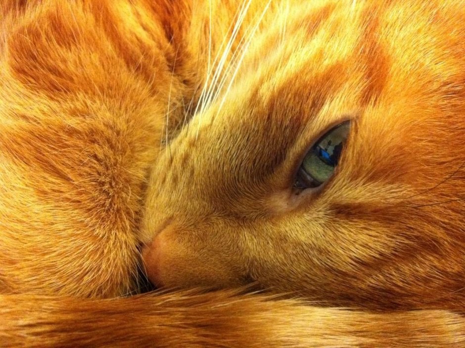 Классный рыжий котик