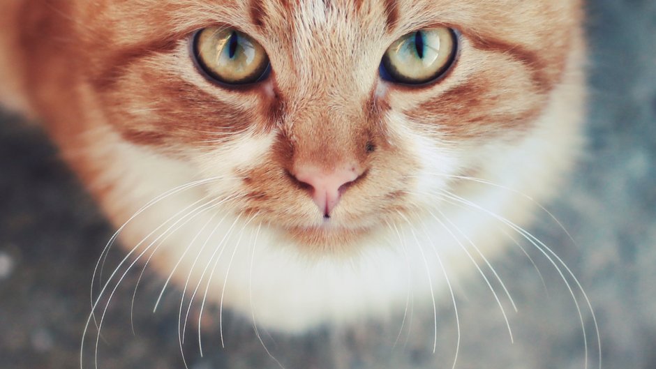 Котенок взгляд вверх