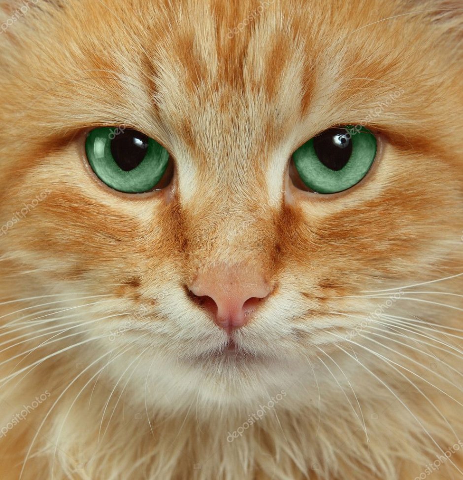 Коврик для мыши vs Cat