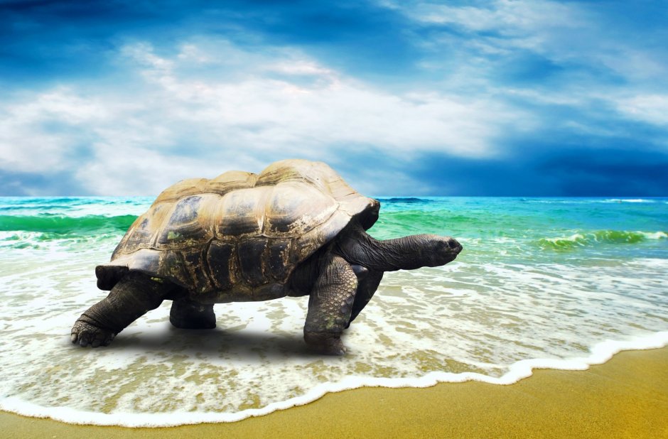 The big Turtle looks into the distance