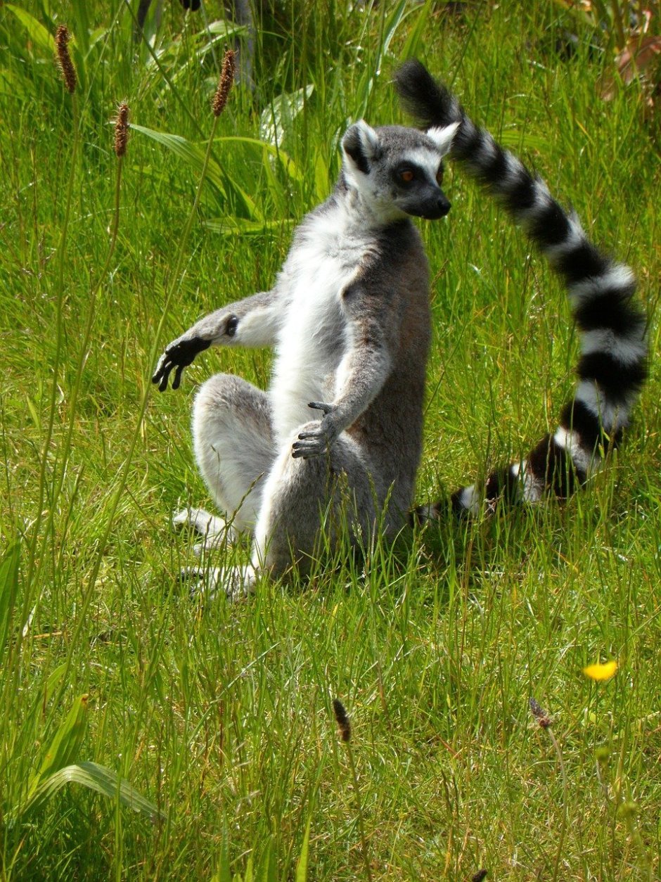 Кошачий лемур