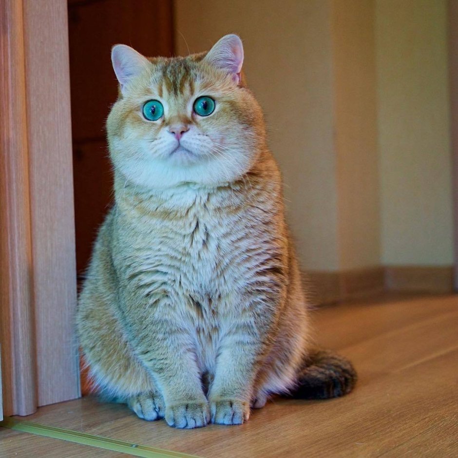 Скоттиш страйт Хосико серый