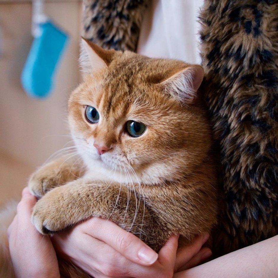 Хосико кот порода