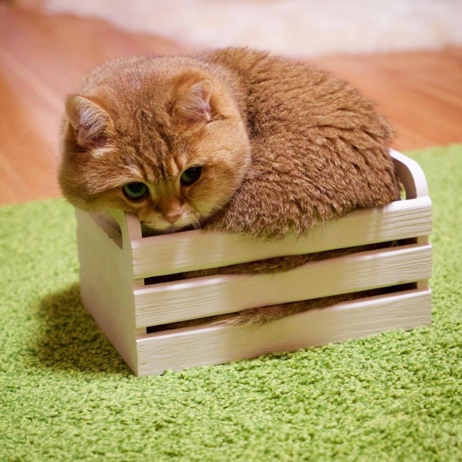 Котята в коробке
