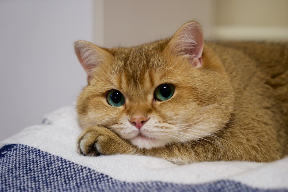 Британская шиншилла Хосико котята