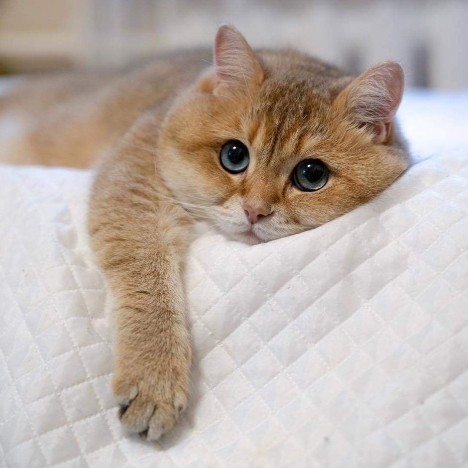 Толстощекий рыжий кот