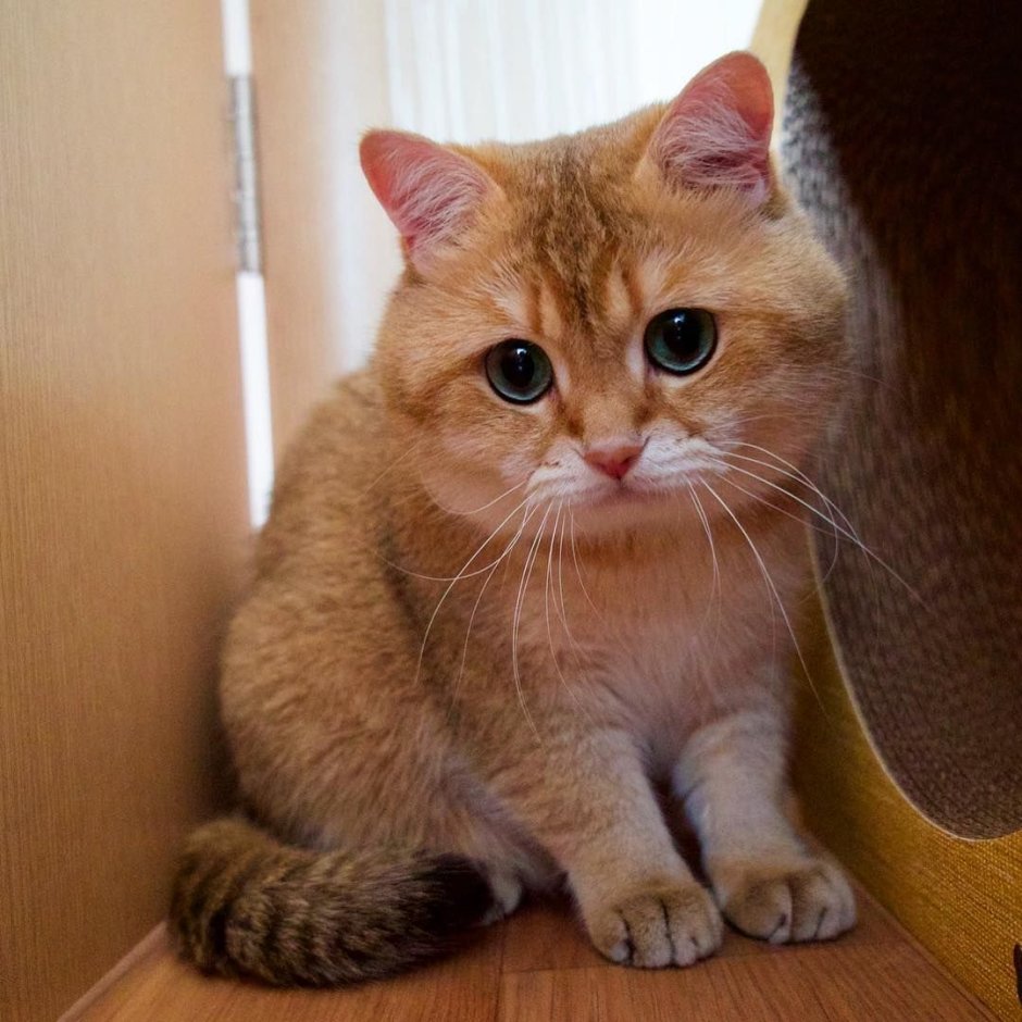 Хосико кот в одежде