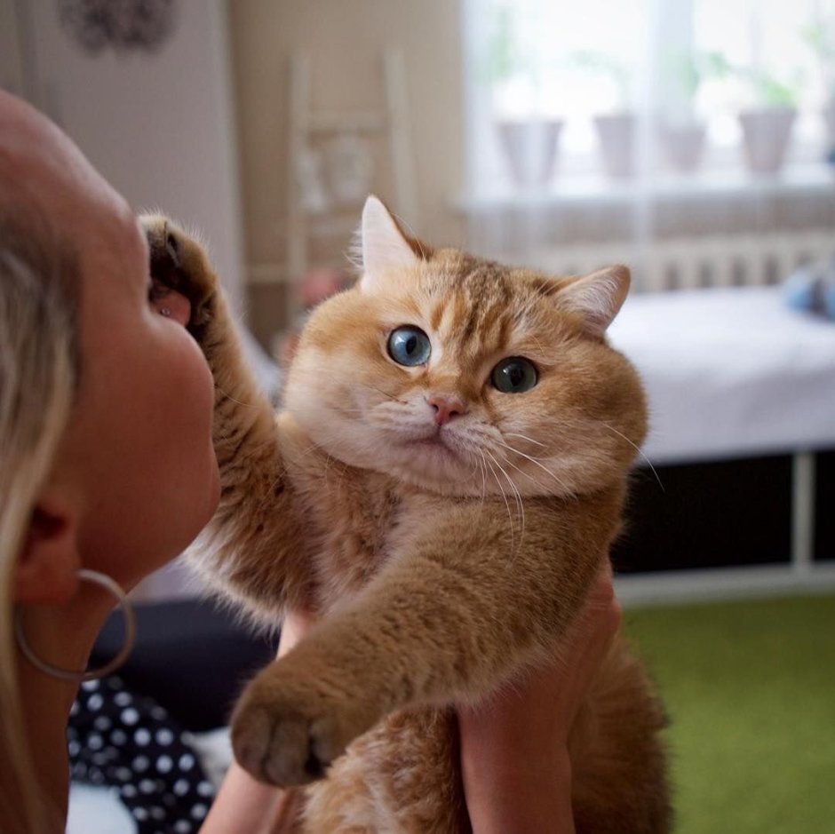 Рыжий кот Хосико