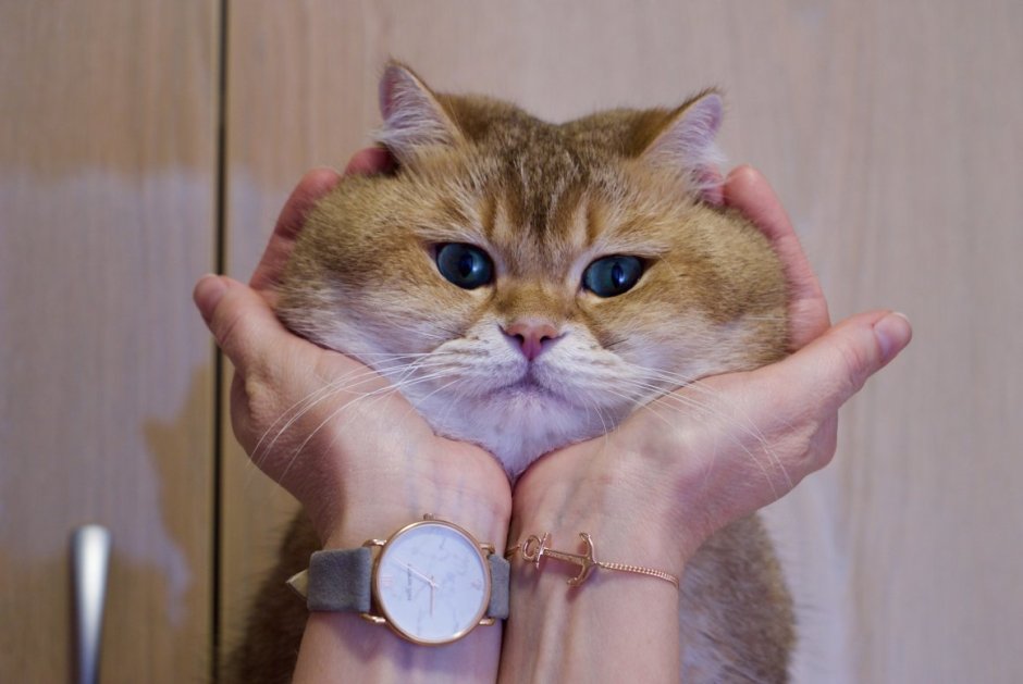 Кошка Хасико