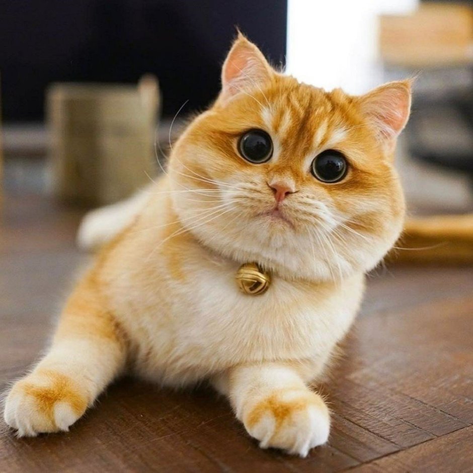 Кошка персик