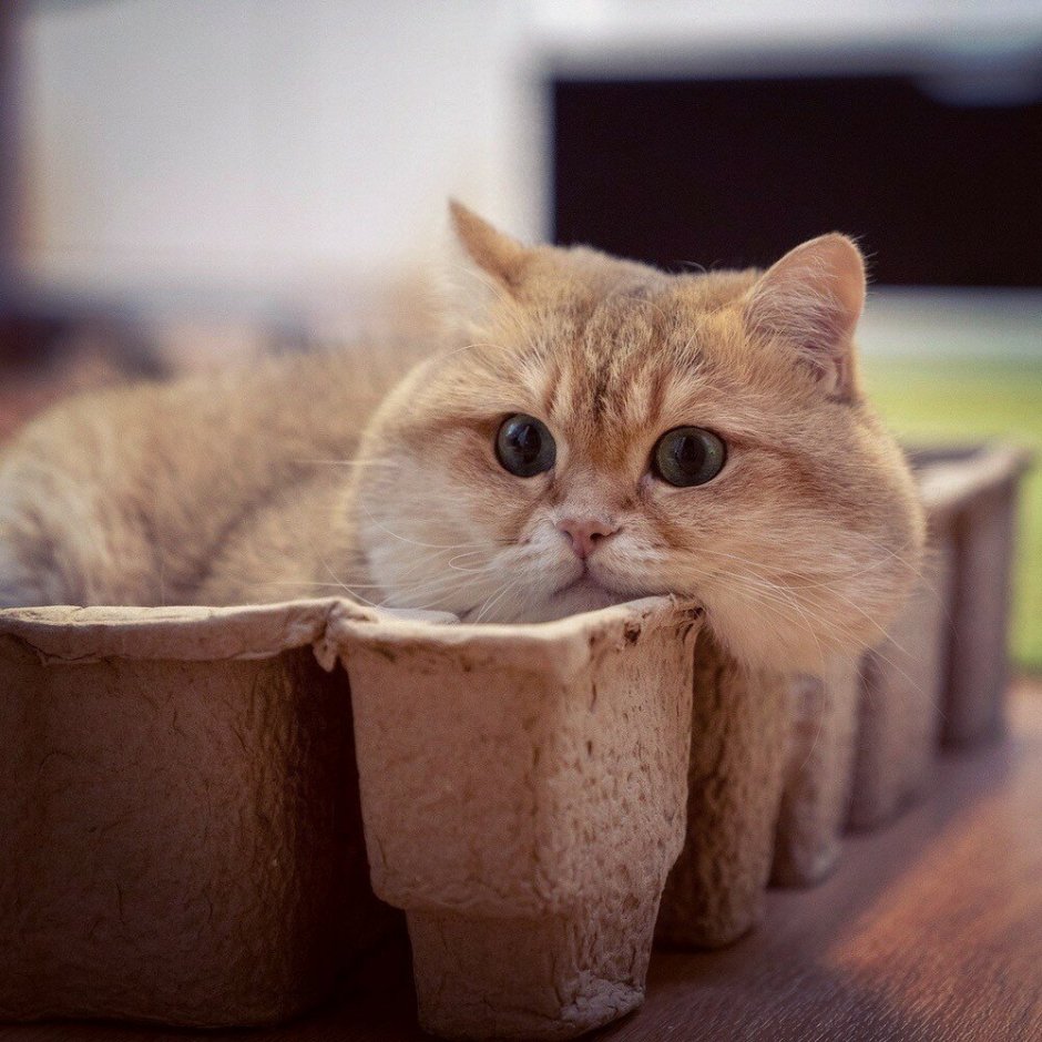 Щекастый котик