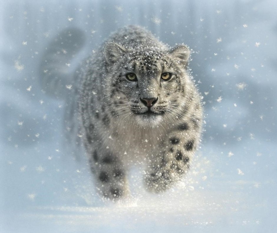Художник Collin Bogle