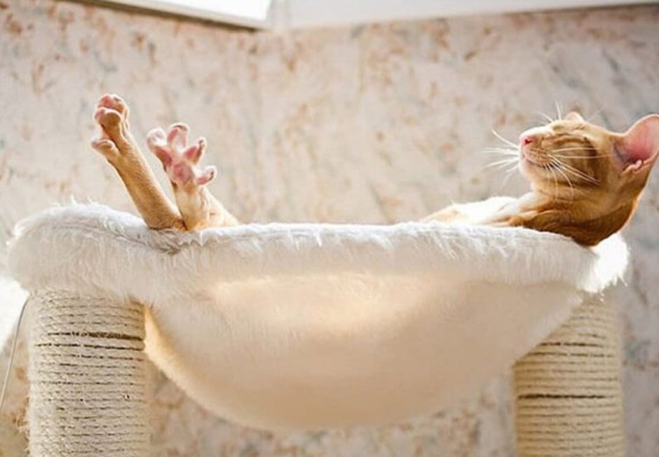 Кот отдыхает