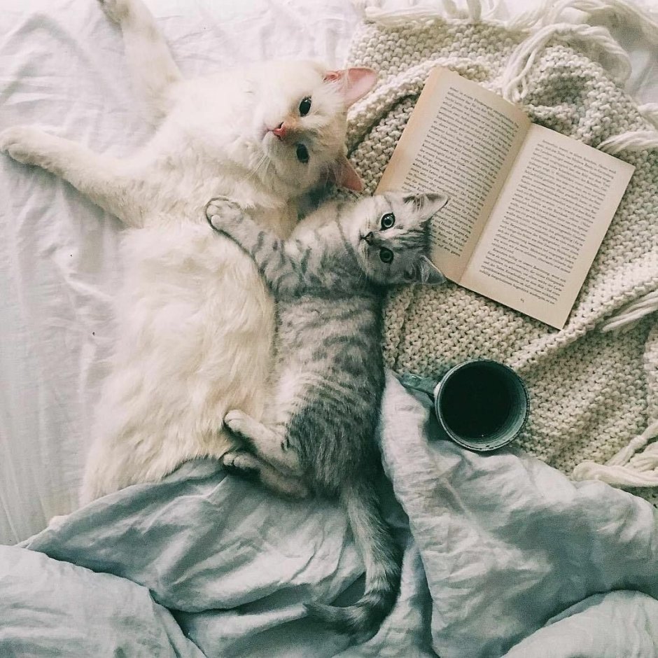 Уютные коты