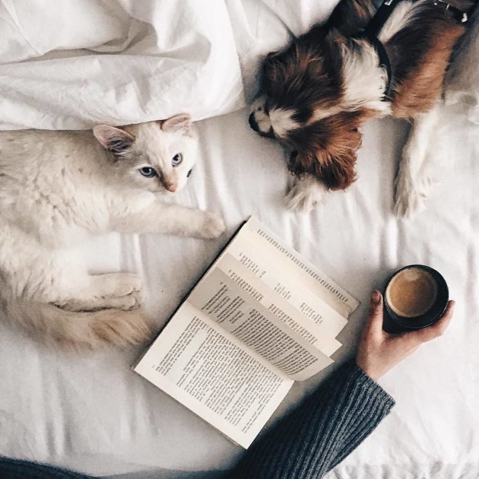 Эстетика книг и кота