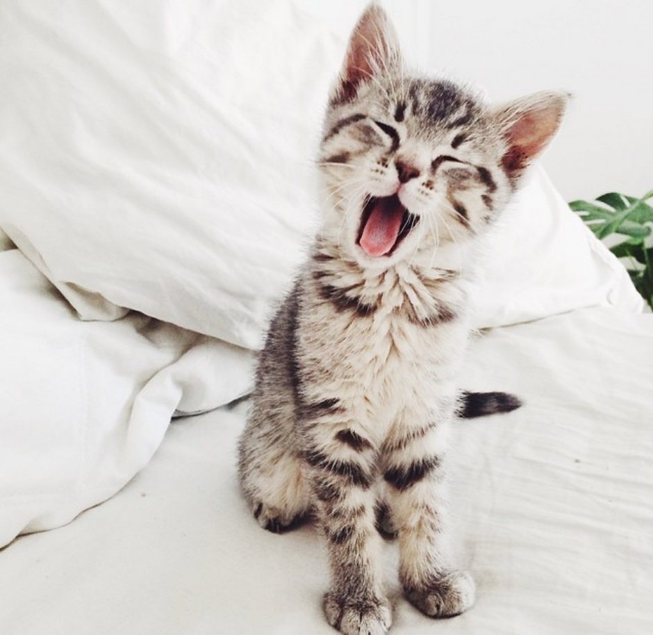 Котенок утро