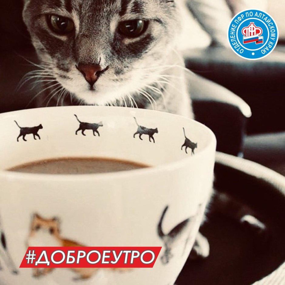 Доброе утро с котом и кофе