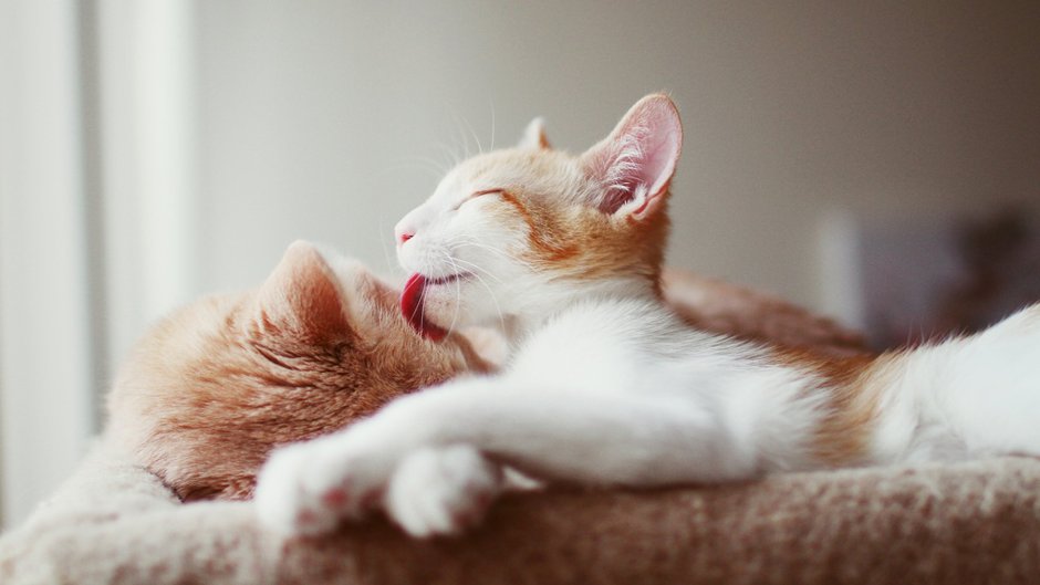 Котик потягивается