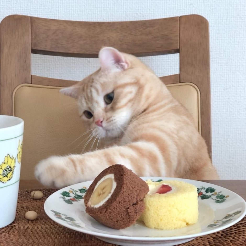 Котята завтракают