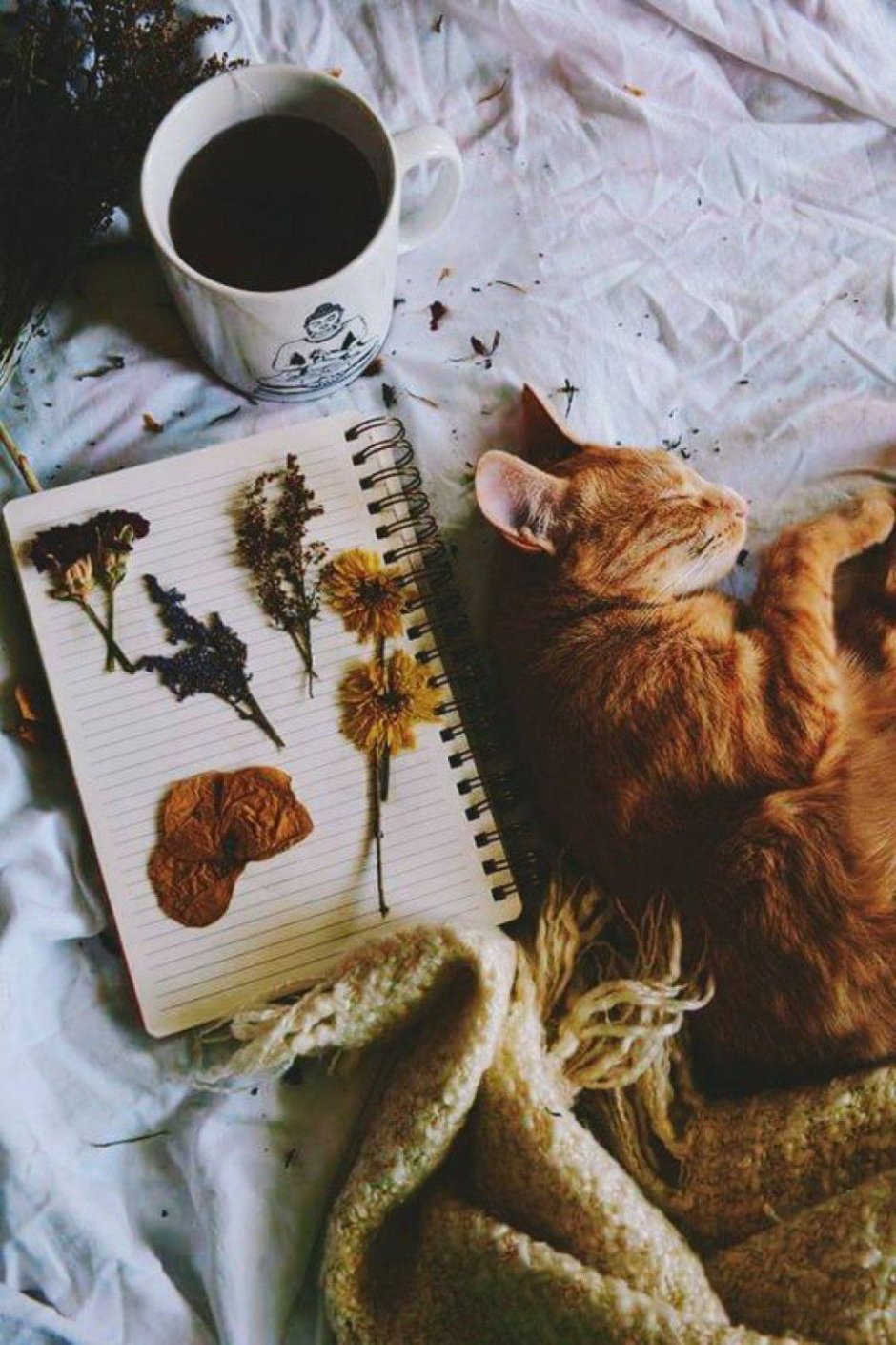 Уютный котик