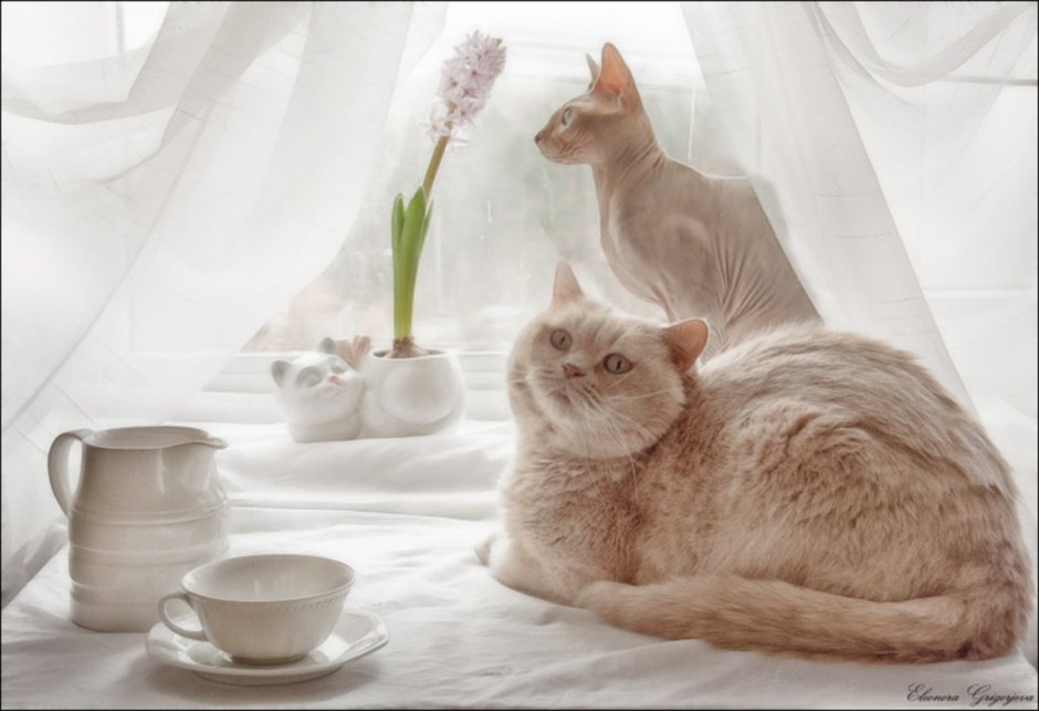 Нежное утро с кошками