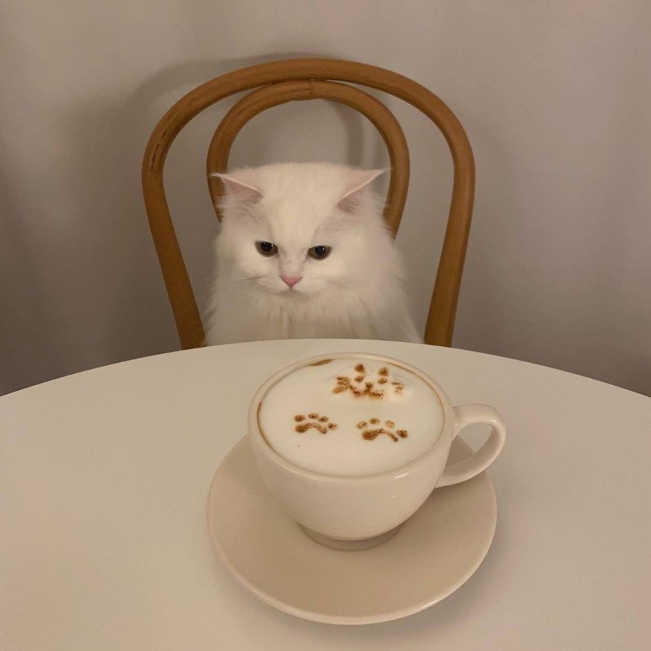 Кот и кофе