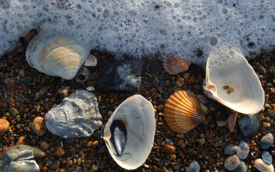 Лорипес моллюск черное море
